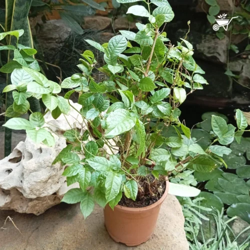 Dwarf Madhu Malti | MadhuMalti | Rangoon Creeper Plant -Plant Life Decor Shop D Madhumalti 1