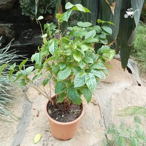 Dwarf Madhu Malti | MadhuMalti | Rangoon Creeper Plant -Plant Life Decor Shop D Madhumalti 2