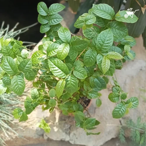 Dwarf Madhu Malti | MadhuMalti | Rangoon Creeper Plant -Plant Life Decor Shop D Madhumalti 3