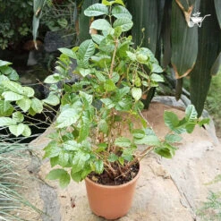 Dwarf Madhu Malti | MadhuMalti | Rangoon Creeper Plant -Plant Life Decor Shop D Madhumalti 4