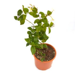Dwarf Madhu Malti | MadhuMalti | Rangoon Creeper Plant -Plant Life Decor Shop D Madhumalti 7
