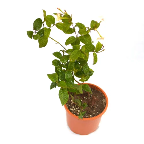 Dwarf Madhu Malti | MadhuMalti | Rangoon Creeper Plant -Plant Life Decor Shop D Madhumalti 7