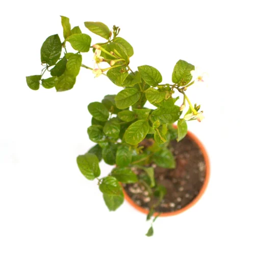 Dwarf Madhu Malti | MadhuMalti | Rangoon Creeper Plant -Plant Life Decor Shop D Madhumalti 8