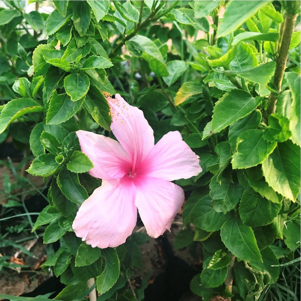 Hibiscus Lafrance Dainty Pink Plant 1 Hibiscus Lafrance Dainty Pink Plant