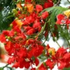 Delonix Regia - Gulmohar