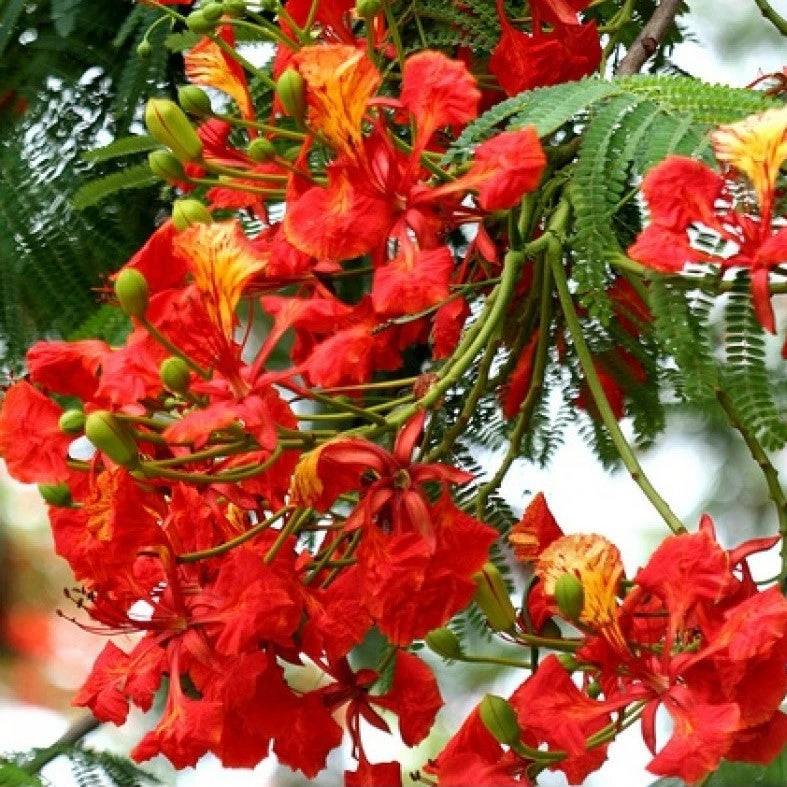 Delonix Regia - Gulmohar 1 Delonix Regia - Gulmohar