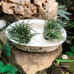 Designer Bonsai Ceramic Planter -Plant Life Decor Shop DesignerBonsaiOvalTray 23x16x6 600gms White 6