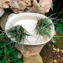 Designer Bonsai Ceramic Planter -Plant Life Decor Shop DesignerBonsaiOvalTray 23x16x6 600gms White 7