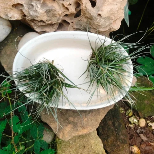 Designer Bonsai Ceramic Planter -Plant Life Decor Shop DesignerBonsaiOvalTray 23x16x6 600gms White 7