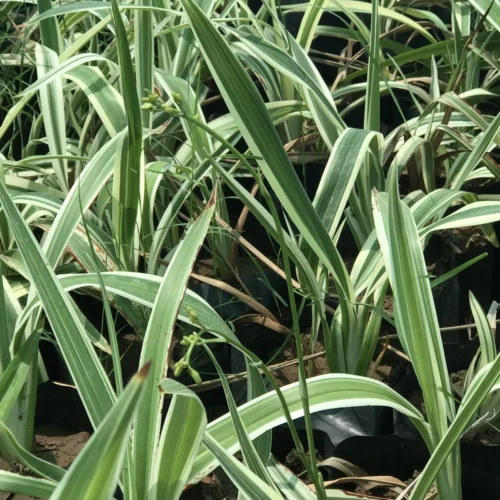 Tasmanian Variegated Flax Lily Plant