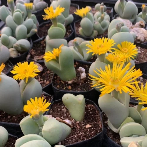 Dinteranthus Microspermus Succulent Plant