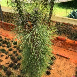 Didierea Madagascariensis Madagascar Octopus Cactus Plant -Plant Life Decor Shop Didierea Madagascariensis