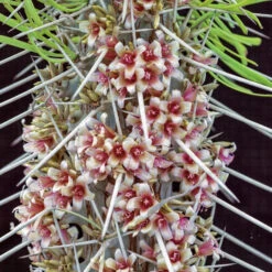 Didierea Madagascariensis Madagascar Octopus Cactus Plant -Plant Life Decor Shop Didiereamadagascariensis 4