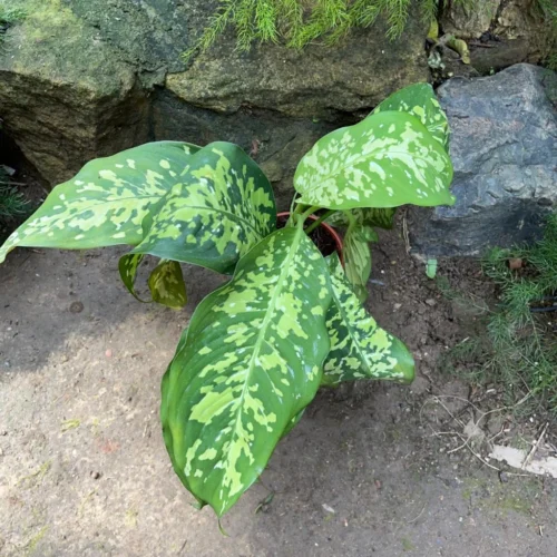 Dieffenbachia Amoena 'Cheetah' Plant
