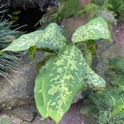 Dieffenbachia Amoena 'Cheetah' Plant -Plant Life Decor Shop DieffenbachiaAmoenaCheetah