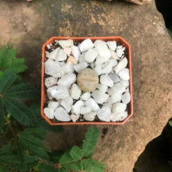 Dinteranthus Microspermus Subsp. Puberulus Succulent Plant 6 Dinteranthus Microspermus Subsp. Puberulus Succulent Plant -Plant Life Decor Shop Dinteranthus microspermus Pink 2