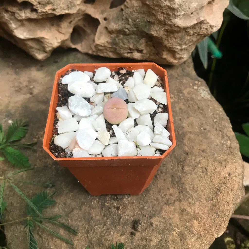 Dinteranthus Microspermus Subsp. Puberulus Succulent Plant 1 Dinteranthus Microspermus Subsp. Puberulus Succulent Plant