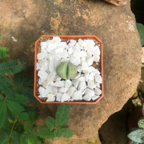 Dinteranthus Microspermus Succulent Plant -Plant Life Decor Shop Dinteranthusmicrospermus 1