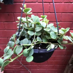 Dischidia Oiantha Geri Plant -Plant Life Decor Shop DischidiaIoanthaGeri 3 1