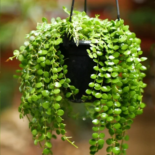 Dischidia Nummularia Plant