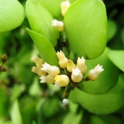 Dischidia Oiantha Geri Plant -Plant Life Decor Shop Dischidiageri