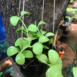 Dischidia Oiantha Geri Plant -Plant Life Decor Shop Dischidianummularia 2