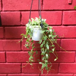 Dischidia Oiantha Variegata Plant -Plant Life Decor Shop Dischidiaoiantha Variegata 2