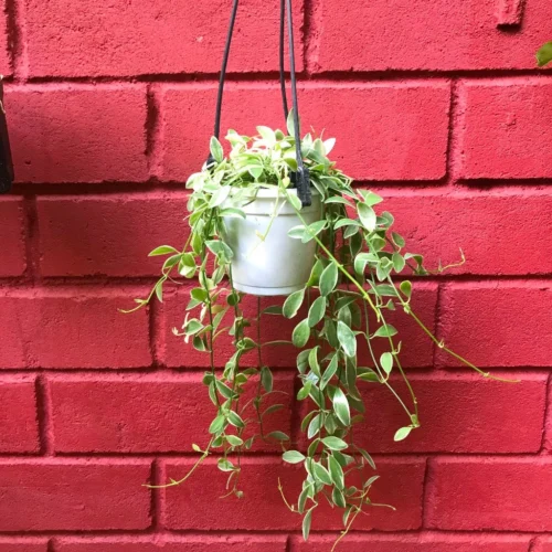 Dischidia Oiantha Variegata Plant 7 Dischidia Oiantha Variegata Plant -Plant Life Decor Shop Dischidiaoiantha Variegata 2