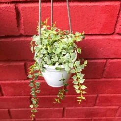 Dischidia Ruscifolia Million Hearts Variegata Plant