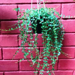 Dischidia Ruscifolia Million Hearts Plant