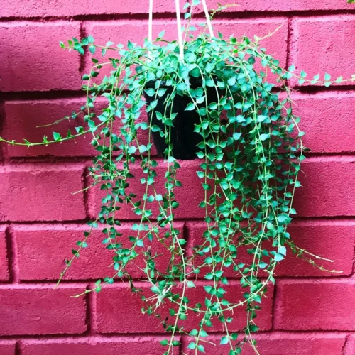 Dischidia Ruscifolia Million Hearts Plant