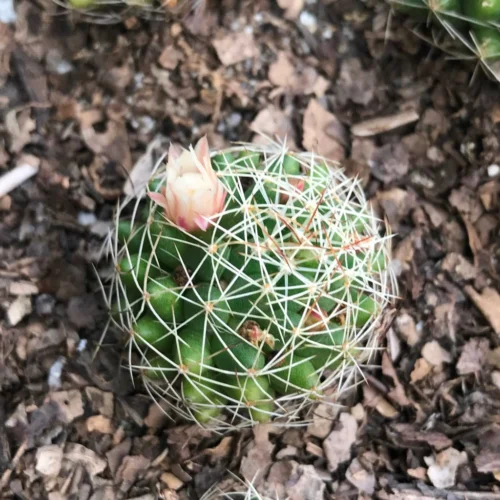 Mammillaria Camptotricha Birds Nest Cactus Plant 8 Mammillaria Camptotricha Birds Nest Cactus Plant -Plant Life Decor Shop Dolicothale Decipens2