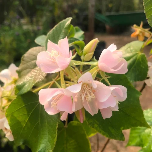 Dombeya Spectabilis Plant