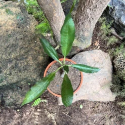 Dorstenia Crispa -Plant Life Decor Shop Dorstenia crispa 1