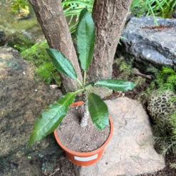 Dorstenia Crispa -Plant Life Decor Shop Dorstenia crispa 3