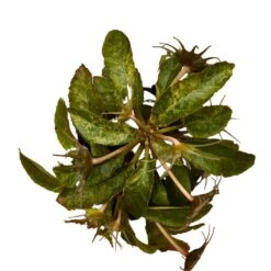 Dorstenia Lavrani Variegated Plant -Plant Life Decor Shop Dorstenia larvani Variegata 1