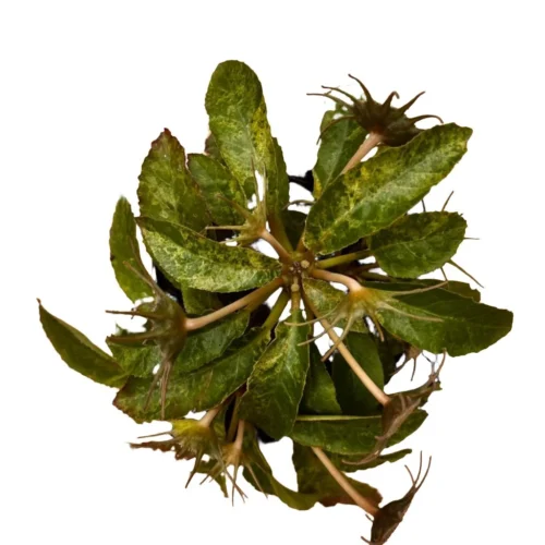 Dorstenia Lavrani Variegated Plant -Plant Life Decor Shop Dorstenia larvani Variegata 1