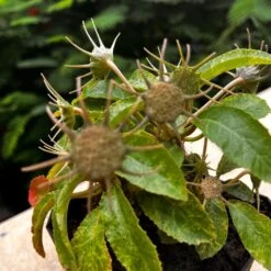 Dorstenia Lavrani Variegated Plant -Plant Life Decor Shop Dorstenia larvani Variegata