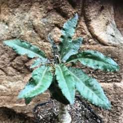 Dorstenia Crispa -Plant Life Decor Shop Dorsteniacrispa 2