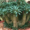 Dorstenia Crispa
