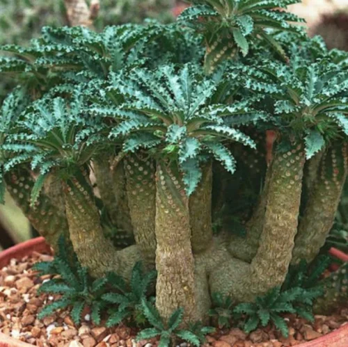 Dorstenia Crispa