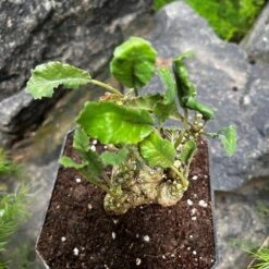 Dorstenia Foetida -Plant Life Decor Shop Dorsteniafoetida