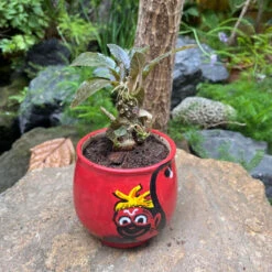 Dorstenia Lavrani Variegated Plant -Plant Life Decor Shop Dorstenialavrani 1