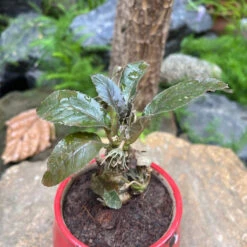 Dorstenia Lavrani Variegated Plant -Plant Life Decor Shop Dorstenialavrani 3