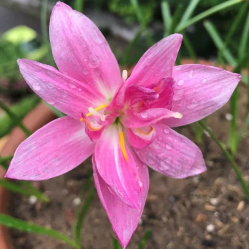 Rain Lily 'Double Lotus' (Bulbs)
