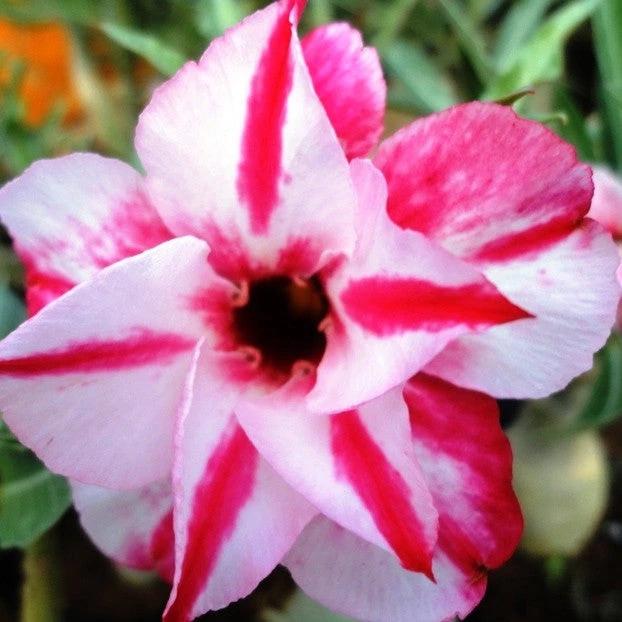 Double Celona Adenium Plant 1 Double Celona Adenium Plant