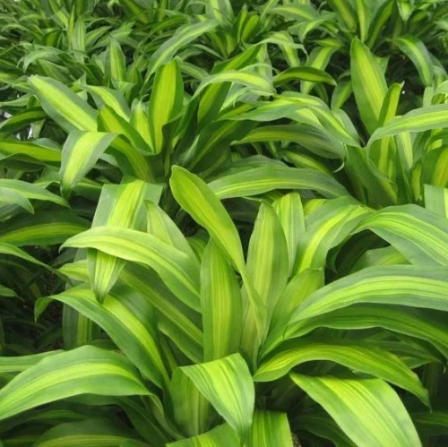 Dracaena Fragrans Massangeana Plant 5 Dracaena Fragrans Massangeana Plant -Plant Life Decor Shop DracaenafragransMassangeana