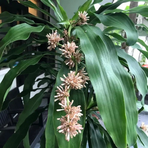 Dracaena Fragrans "Janet Craig" Plant 5 Dracaena Fragrans "Janet Craig" Plant -Plant Life Decor Shop Dracaenafragrans 2