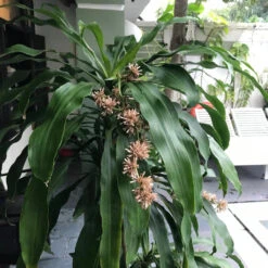 Dracaena Fragrans "Janet Craig" Plant