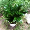 Dracaena Janet Craig Compacta Green Plant